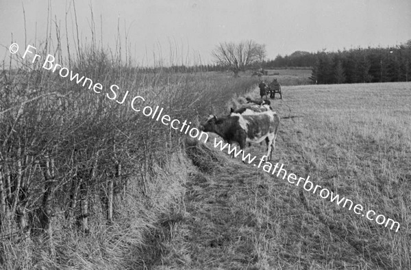 CATTLE IN FIELD